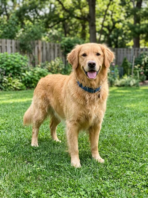 Golden retriever photo → Explosion Walk